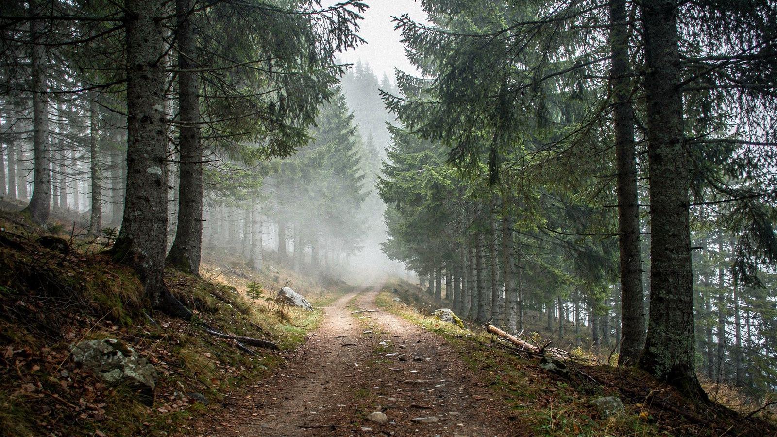 Dirt forest path curving between tall spruce trees on a misty Carpathian slope