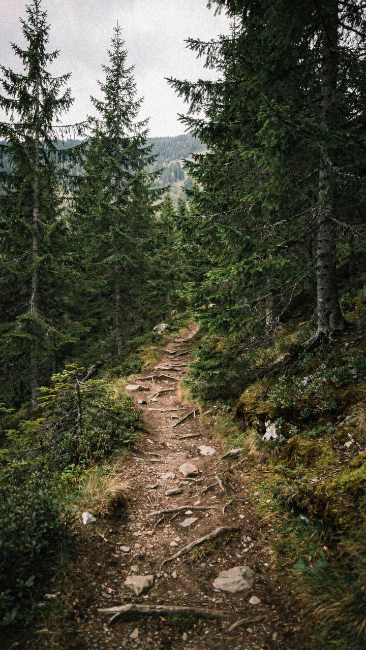 Narrow forest trail winding through a spruce stand in the Carpathians in late summer